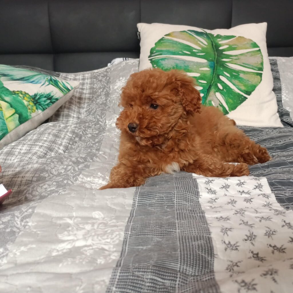 pies w domu z dzieckiem