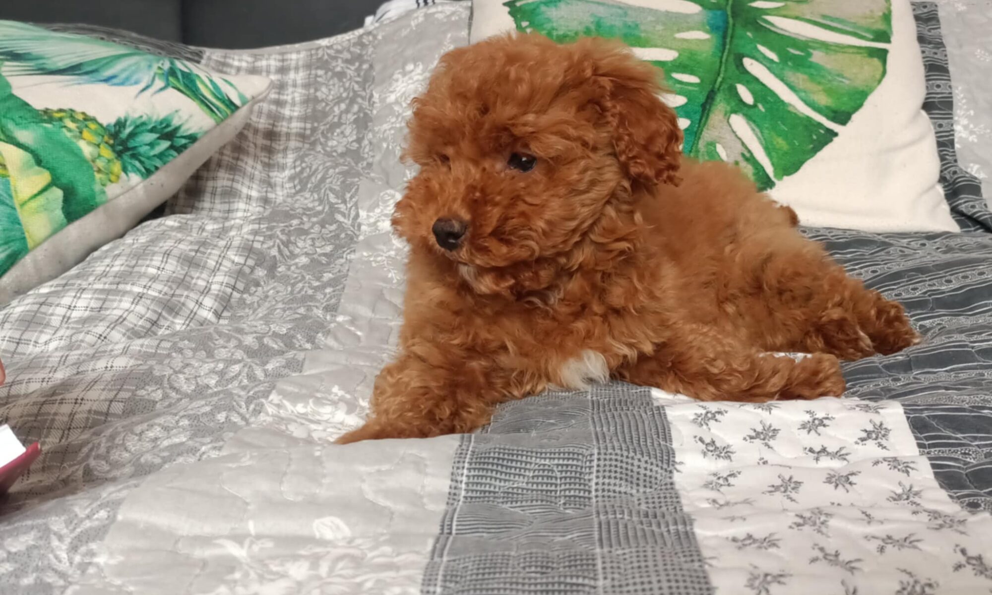 pies w domu z dzieckiem